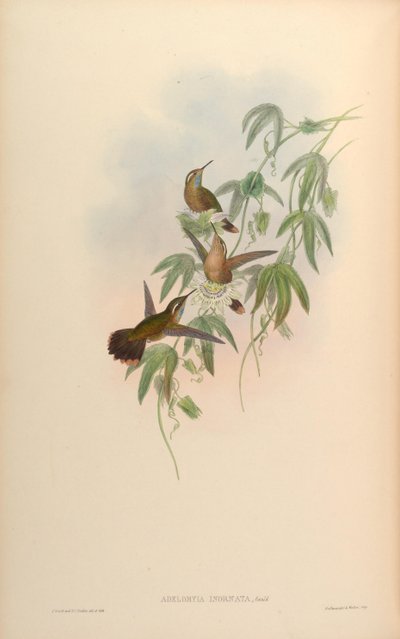 Adelomyia inornata = Adelomyia melanogenys inornata by John Gould